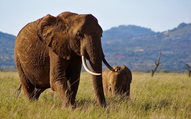 Lewa Wildlife Conservancy